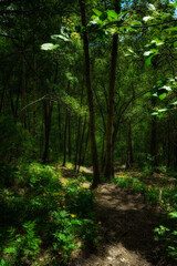 path in the forest