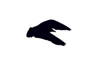 Seagull Shadow with spreaded Wings