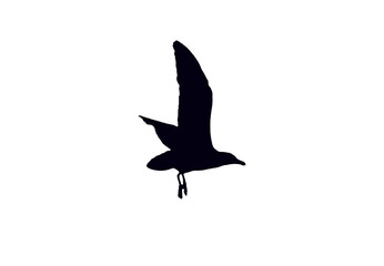 Möwe Grafik