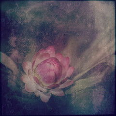 Vintage grunge textured pink Australian native Everlasting Daisy. Dark botanical moody floral nature background.
