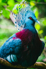 青い鳥