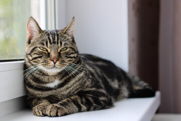 A tabby cat with bright eyes looks into the camera while sitting by the window