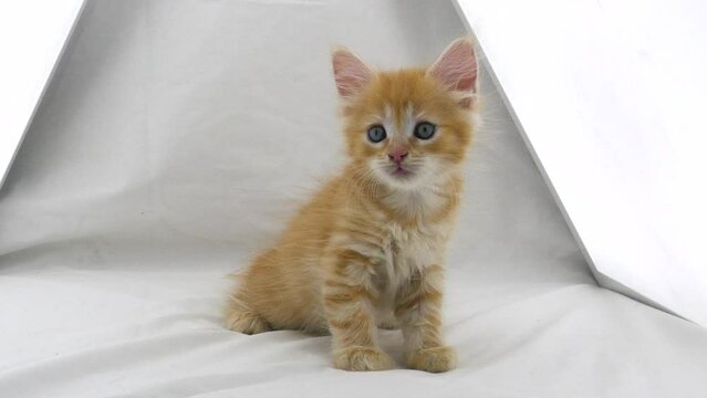 Little red tabby kitten with a confused look. Cute little kitten hiding in a white tent. Baby cat on a white bed at home. Kitten on a white background.Funny Domestic Cats.