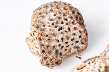 Termite nests with white spots like eggs,on floor background