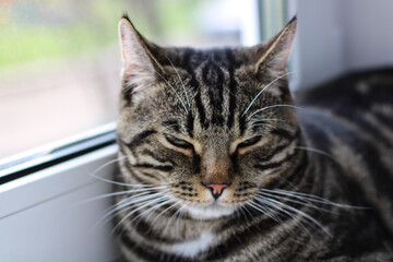 Naklejka na ściany i meble A tabby cat with bright eyes looks into the camera while sitting by the window