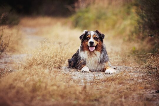 Portrait of an Australian Shepperd in the forest