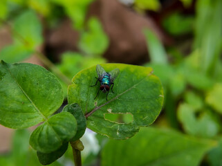 macro photo of a red eyed green fly on a green leaf, selective focus