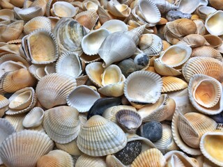 Seashells background - macro shot of beautiful seashells