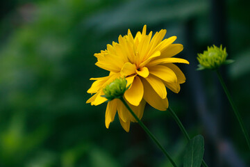 Rudbeckia bicolor in the garden. Yellow flowers. Photo of nature.	