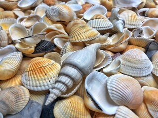 Seashell background, lots of different seashells piled together