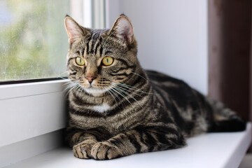 Fototapeta na wymiar A tabby cat with bright eyes looks into the camera while sitting by the window