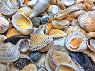 Seashell background, lots of different seashells piled together
