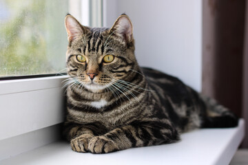 A tabby cat with bright eyes looks into the camera while sitting by the window