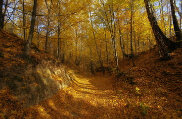 autumn path in forest