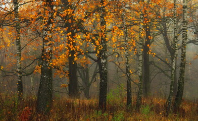 Fototapeta na wymiar autumn trees in the forest
