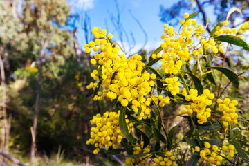 Fototapeta premium Golden Wattle in Melbourne Australia