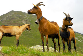 Close Up of a group of mountain goats on an alpine pasture in sudtirol