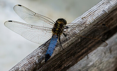 dragonfly on a branch