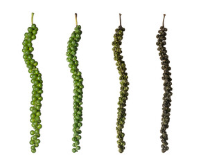 time lapse of black peppercorn, fresh green raw to dried black pepper fruits or drupes, spicy and...