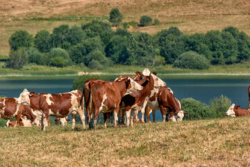 Fototapeta na wymiar Beautiful Holstein swiss cows in Jura swiss meadows along the Lac de Joux, Switzerland 