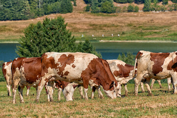 Beautiful Holstein swiss cows in Jura swiss meadows along the Lac de Joux, Switzerland
