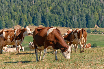 Fototapeta na wymiar Beautiful Holstein swiss cows in Jura swiss meadows along the Lac de Joux, Switzerland 