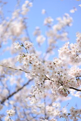 cherry tree blossom