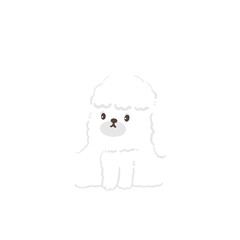 cute poodle dog