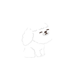 cute poodle dog