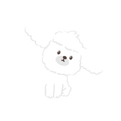 cute poodle dog