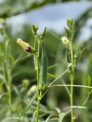 Ladyfinger with flower