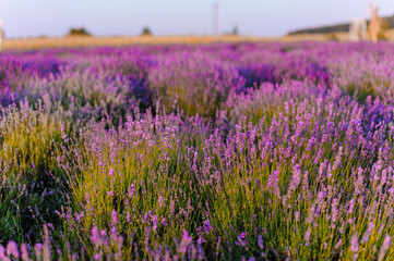 Fototapeta premium Lavender field. Purple flowers on the field. Provence