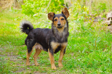 The dog walks in the park, the pet runs on the lawn. Happy dog. Dog portrait, best friend, pet.