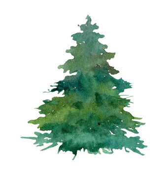 Watercolor pine, spruce tree illustration
