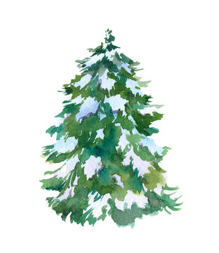 Winter spruce tree in snow. Watercolor fir pine