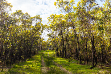 Fototapeta premium Gresswell Conservation Reserve in Melbourne Australia