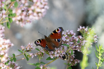 Peacock butterfly (Inachis io)