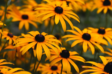 Rudbeckia bicolor in the garden. Yellow flowers. Photo of nature.	
