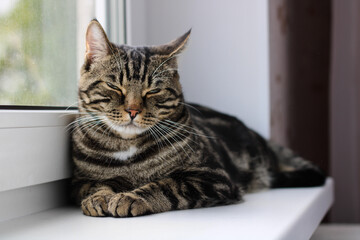 A tabby cat with bright eyes looks into the camera while sitting by the window
