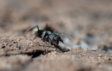 black ant on the ground