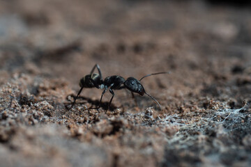 ant on the ground