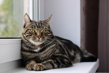 A tabby cat with bright eyes looks into the camera while sitting by the window