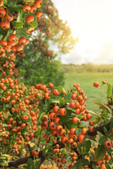bunch of ripe rowan berries on bush