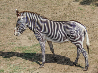 Grevy’s zebra in the summer. Zebra animal