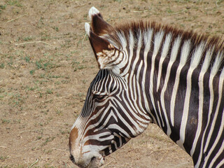 Fototapeta na wymiar Grevy’s zebra in the summer. Zebra animal
