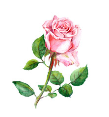 Fototapeta premium One pink rose with buds and leaves. Watercolor art