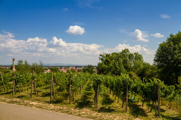 Czech landscape with vineyards and a small town in the background