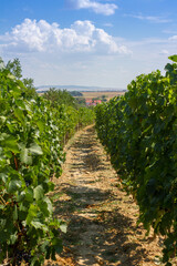 Fototapeta na wymiar Wine alleys with a small town in the background