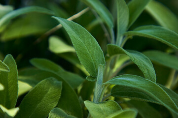 Salvia leaf detail