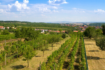 Vineyard with the town in the background
